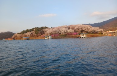 초평호 산란 시작~